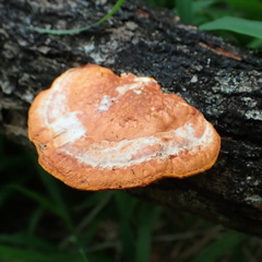 Trametes coccinea