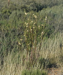 Gomphocarpus fruticosus