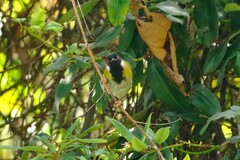 Apalis personata
