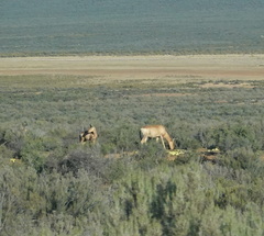 Alcelaphus buselaphus caama