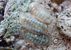 Ischnochiton variegatus