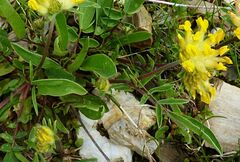 Anthyllis vulneraria alpestris