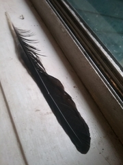Corvus