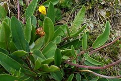 Anthyllis vulneraria alpestris