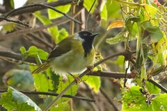 Apalis personata
