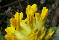 Anthyllis vulneraria alpestris