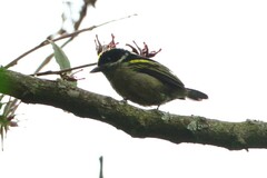 Pogoniulus coryphaea