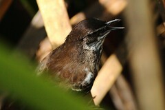 Bradypterus carpalis