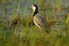 Vanellus crassirostris