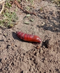 Agrius convolvuli
