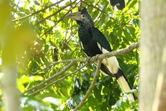Bycanistes subcylindricus
