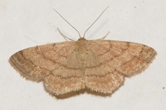 Scopula rubiginata