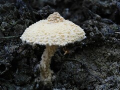 Cystolepiota