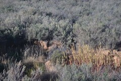 Dicerothamnus rhinocerotis