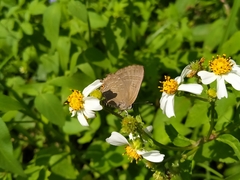 Deudorix epijarbas menesicles