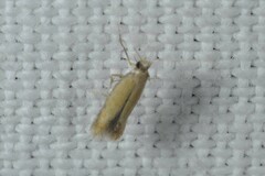 Coptotriche marginea