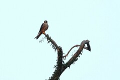 Falco cuvierii image