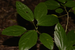 Dendrocnide photiniiphylla