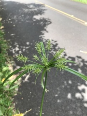 Cyperus meyenianus