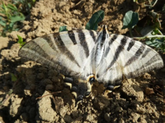 Iphiclides feisthamelii