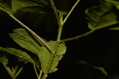 Dendrocnide photiniiphylla