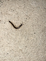 Scolopendra