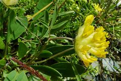 Anthyllis vulneraria alpestris