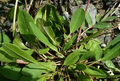 Anthyllis vulneraria alpestris