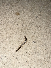 Scolopendra