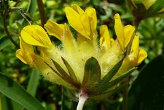 Anthyllis vulneraria alpestris