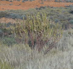 Gomphocarpus fruticosus