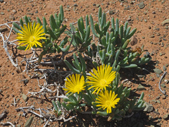 Malephora lutea