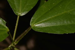 Dendrocnide photiniiphylla