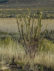 Gomphocarpus fruticosus