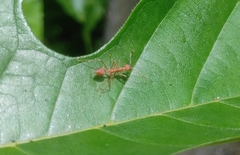 Oecophylla smaragdina
