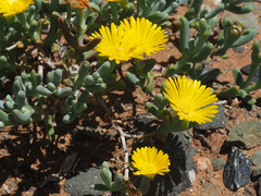 Malephora lutea