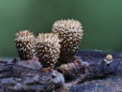 Cyathus striatus