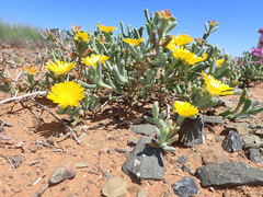 Malephora lutea