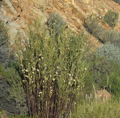 Gomphocarpus fruticosus