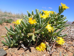 Malephora lutea