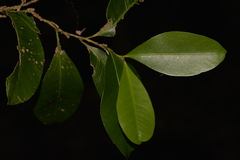Planchonella australis