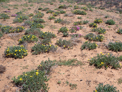 Malephora lutea