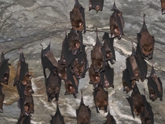 Hipposideros armiger terasensis