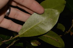 Planchonella australis