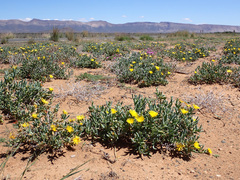 Malephora lutea