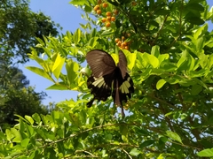 Papilio nephelus chaonulus