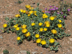 Malephora lutea