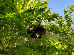 Papilio nephelus chaonulus