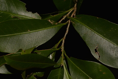Planchonella australis