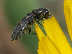 Acmaeodera